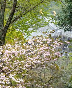 奈良八重桜と東大寺大仏殿