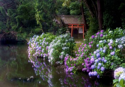 紫陽花の神社