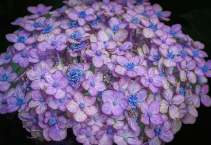 奥手の紫陽花