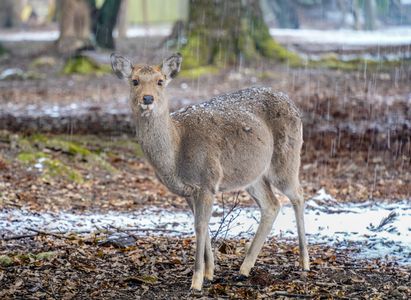 冬鹿