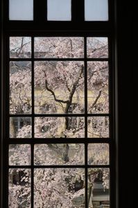 春の京都府庁旧館