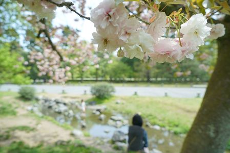 京都御苑の八重桜のしたで