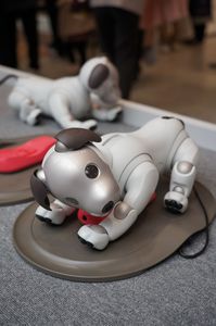 AIBO