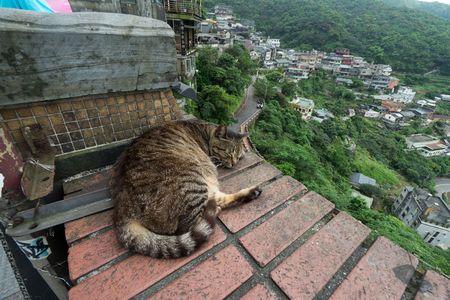 台湾に行こうがやっぱり猫なんだよなぁ