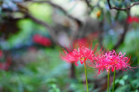 　――彼岸花――　――曼珠沙華――