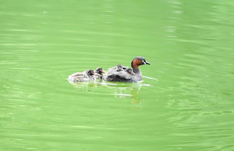 ワキアカカイツブリの親子