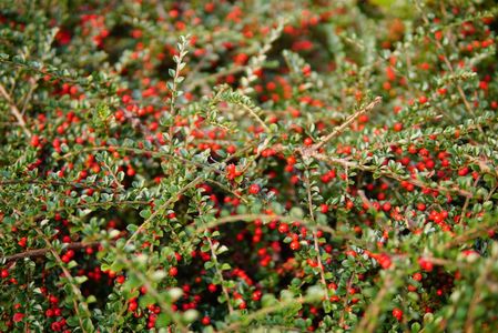 玉泉館跡地公園