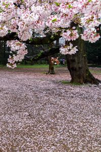 桜色の絨毯