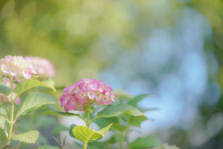紫陽花 ～ エアリーピンク