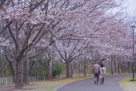 桜並木を歩く二人