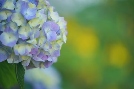 紫陽花 ～ 補色の調和