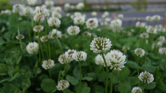 空港に咲くお花たち。