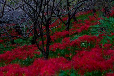 ひっそりとレッドカーペット