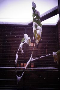 中庭と初雪