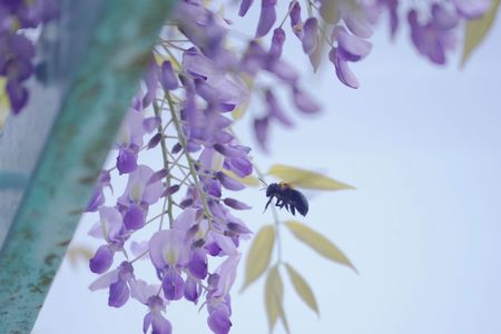 #藤の花とハチ