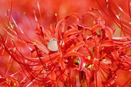 真っ赤な彼岸花とシジミチョウ