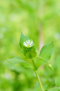 #春の草花たち