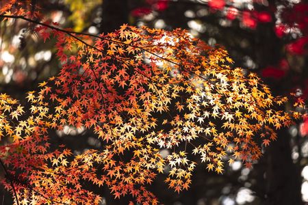 晩秋の紅葉