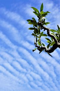 青空と雲と木の枝