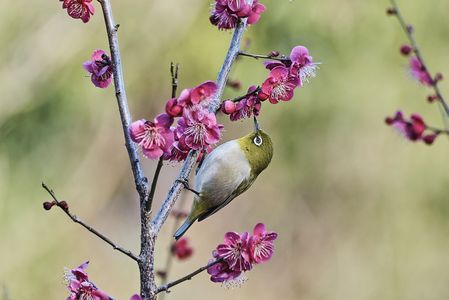 ３分咲き