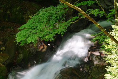 新緑と仁三郎の滝