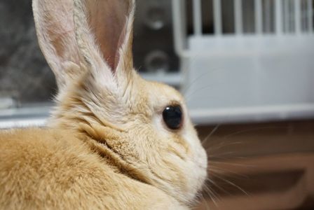 何かが聞こえる