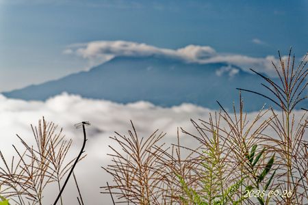 雲海出たけど秋はまだかな