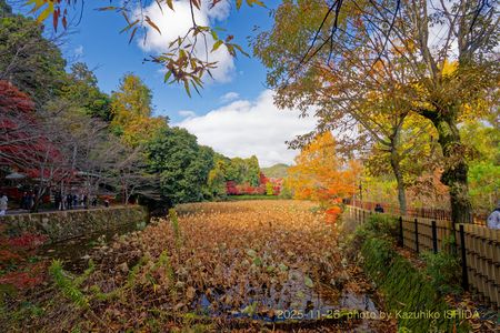 蓮池に秋きたる