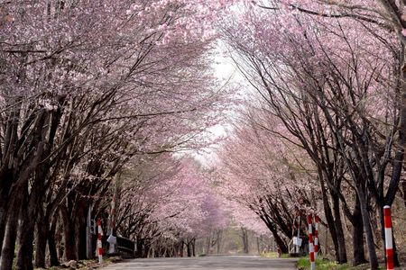 世界一の桜並木