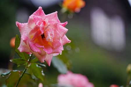秋雨のバラ