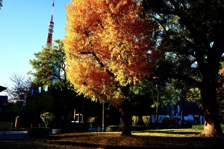 芝公園の紅葉