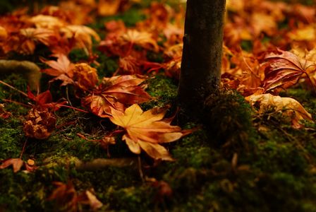 播州 清水寺にて📷