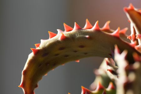 アロエ・カスティロニアエ