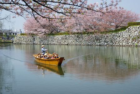 桜と石垣と和舟