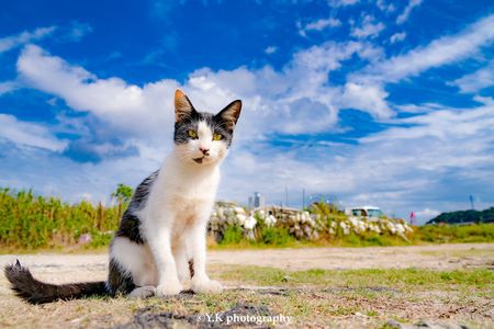 A blue sky and cat