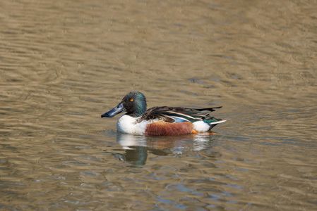 1羽だけ飛来したハシビロガモ