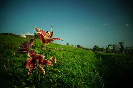 大阪ゆり園、舞洲ロッジホテル