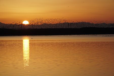 日の出とマガンねぐらだち　その２