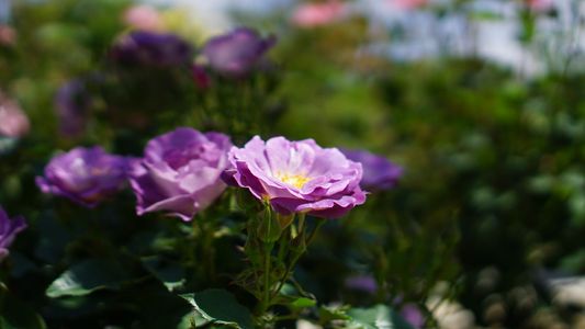 万博公園の春