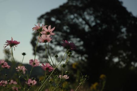 ある田舎の花