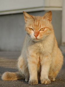 山口県の山奥で出会った野良猫