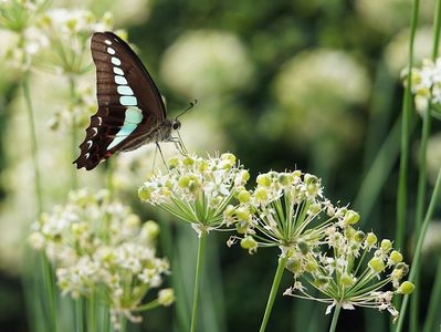 アオスジアゲハ