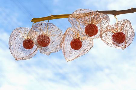 今年の網ほおずき