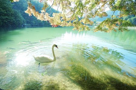 南伊奈ヶ湖　白鳥と紅葉コラボ #カレンダー2024