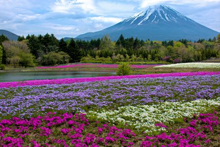 富士には芝桜がよく似合う