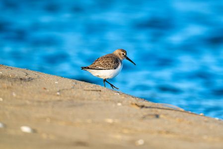 砂丘のハマシギ