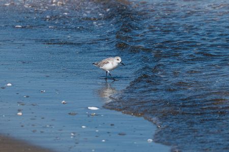 一人ミユビシギ