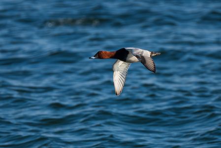 ホシハジロの飛翔
