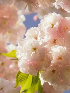 美しく照らされた普賢象桜