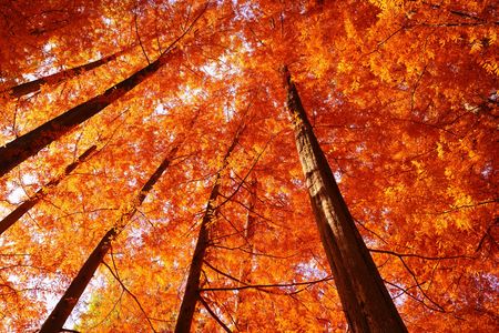 川崎生田緑地のメタセコイア